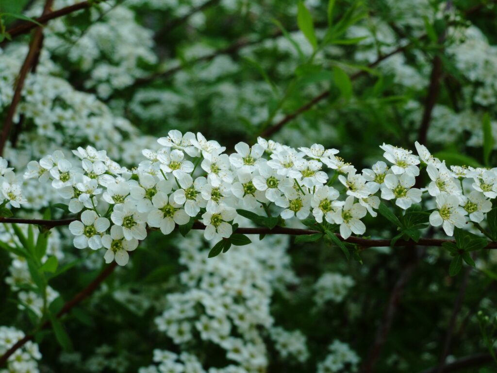 Delicate White Blossoms on Green Leaves - Spring Garden Wallpaper