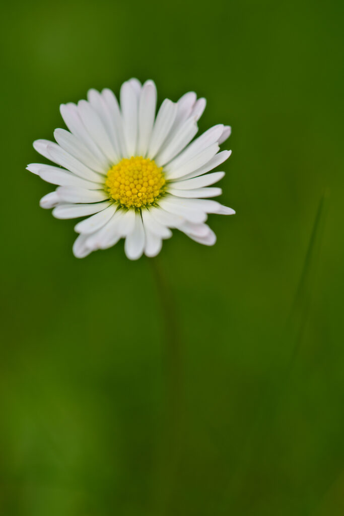 Close-Up White Daisy Wallpaper with Soft Green Background
