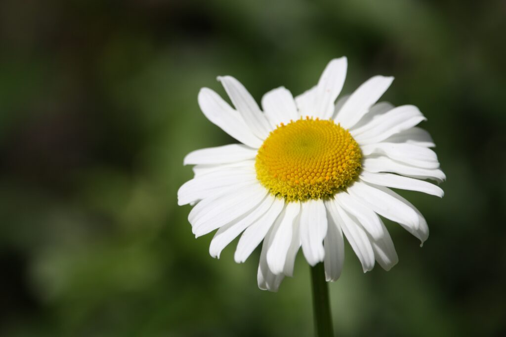 Close-Up of White Daisy with Yellow Center on Blurred Green Background Wallpaper