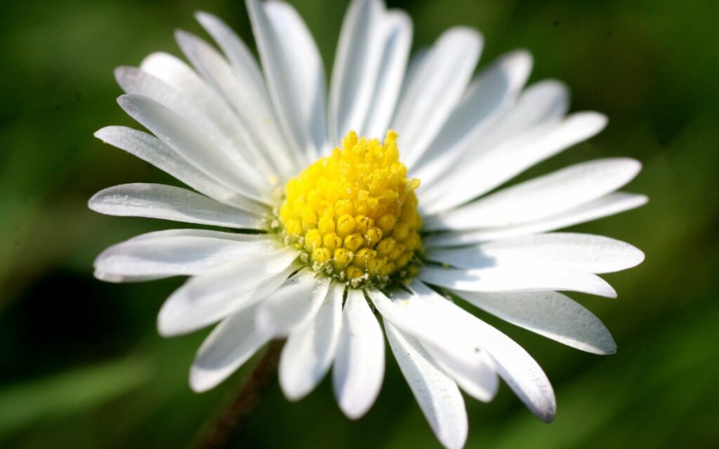 Vibrant White Daisy Close-Up: Soft Petals & Yellow Center Wallpaper