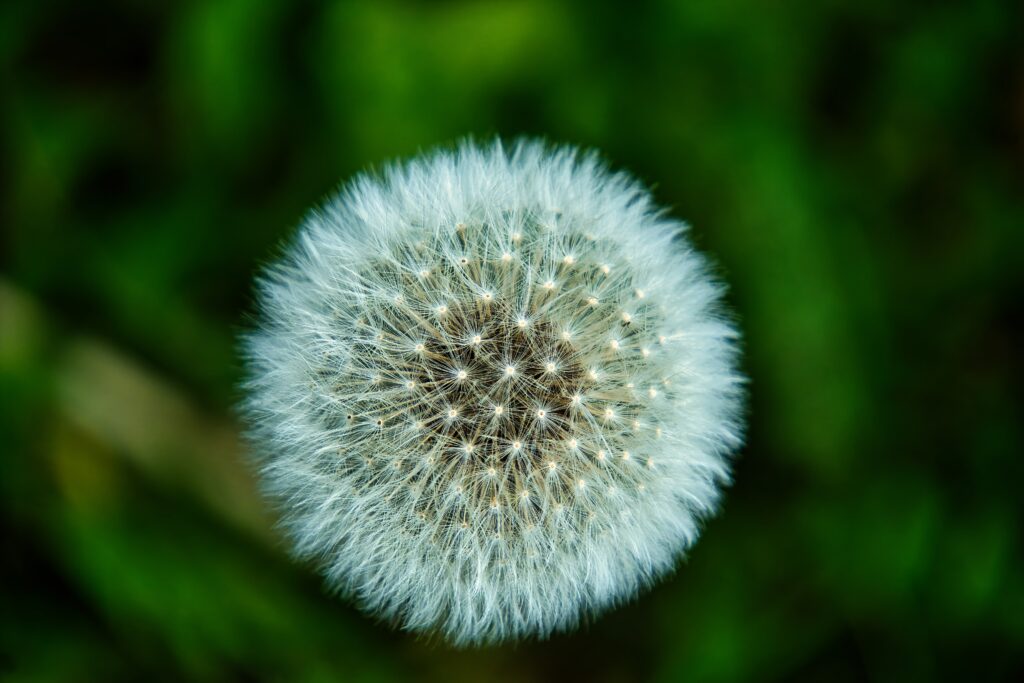 Stunning White Dandelion Puff Close-Up - Soft Fluffy Wallpaper