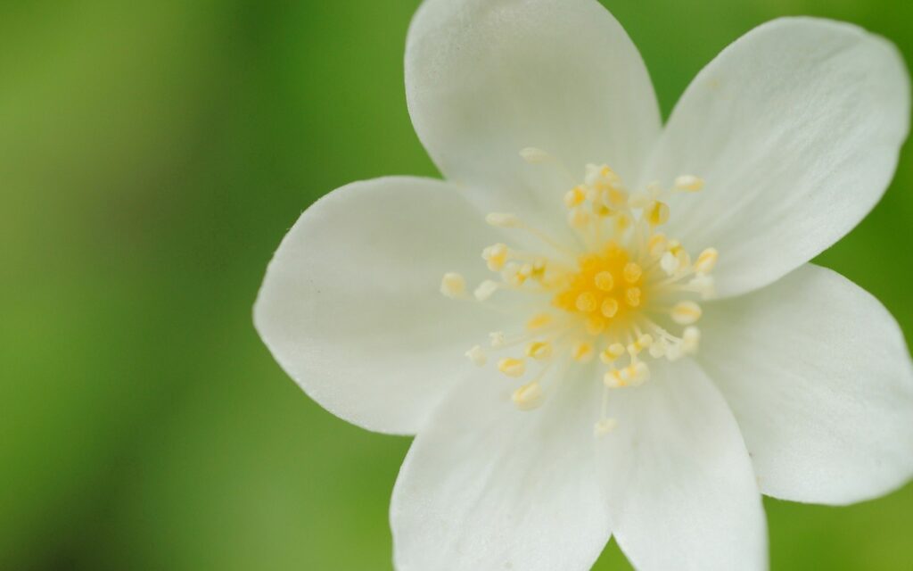 Delicate White Flower Wallpaper with Blurred Green Background