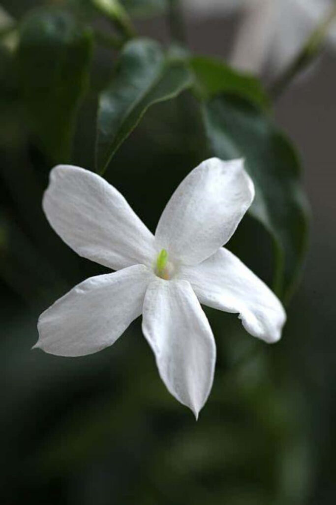 Delicate White Jasmine Flower on Lush Green Leaves - Spring Background Wallpaper