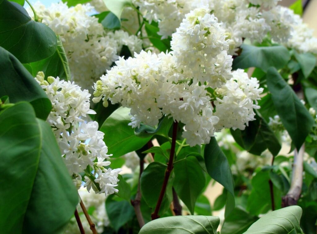 Spring Close-Up: White Lilac Blossoms & Lush Green Leaves Wallpaper