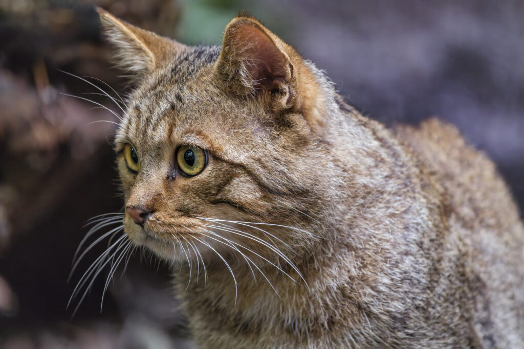 Close-Up of Wild Cat: Intense Gaze & Textured Fur Wallpaper
