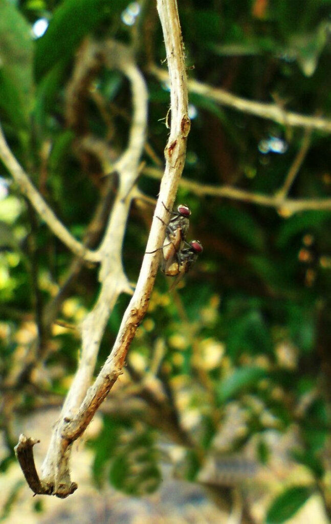 Close-Up of Wild Mosquitoes on Twig in Lush Green Nature Wallpaper
