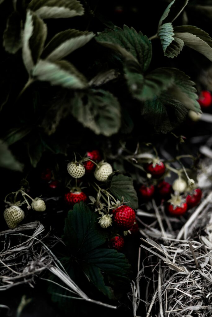Wild Strawberries: Ripened Reds & Greens in Nature Wallpaper
