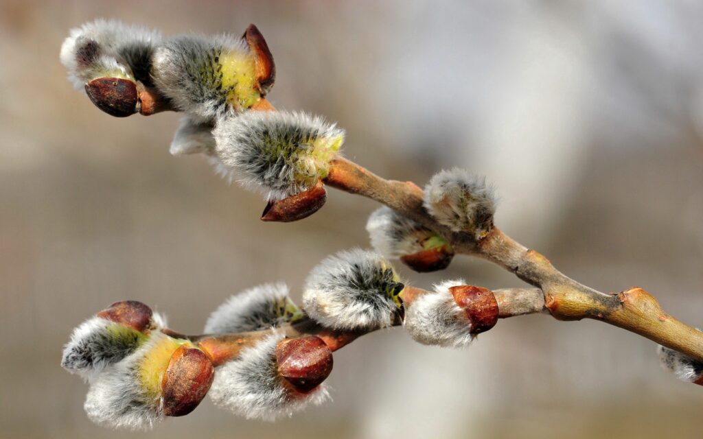 Close-Up Willow Branch Wallpaper: Soft Textures & Budding Flowers