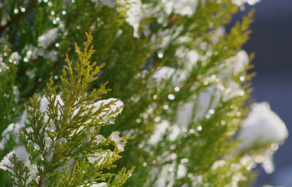 Sparkling Snow-Covered Fir Branches: Winter Macro Wallpaper