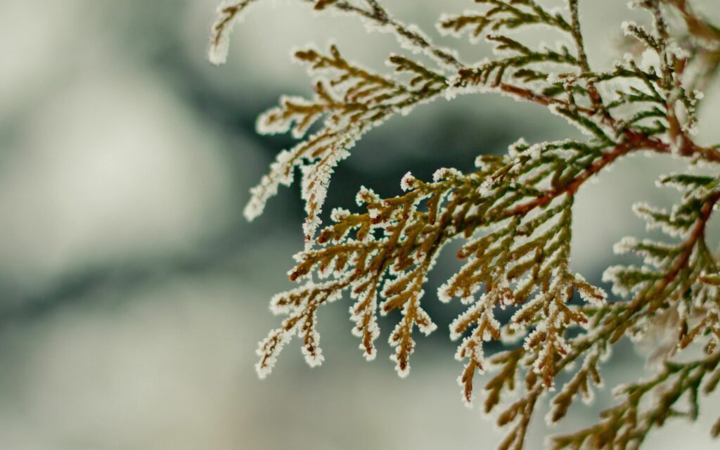 Stunning Green Leaves with Snow: Nature's Winter Wallpaper