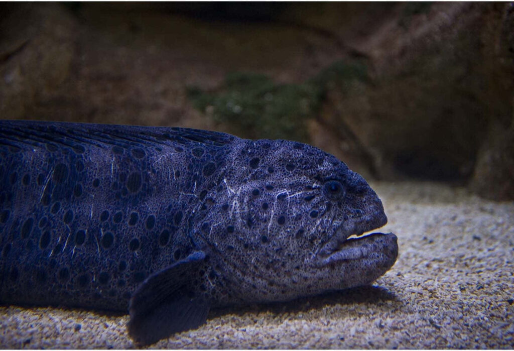 Close-Up of a Wolf Eel: Textured Skin & Curious Expression Wallpaper