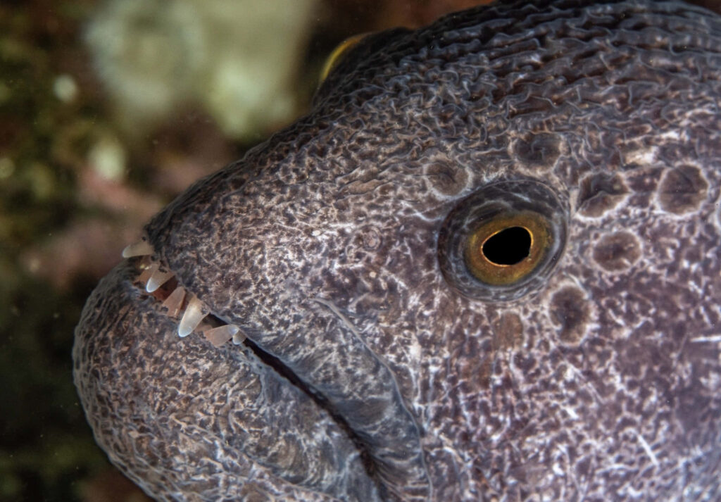 Mesmerizing Close-Up of a Wolf Eel: Intricate Skin & Sharp Teeth Wallpaper