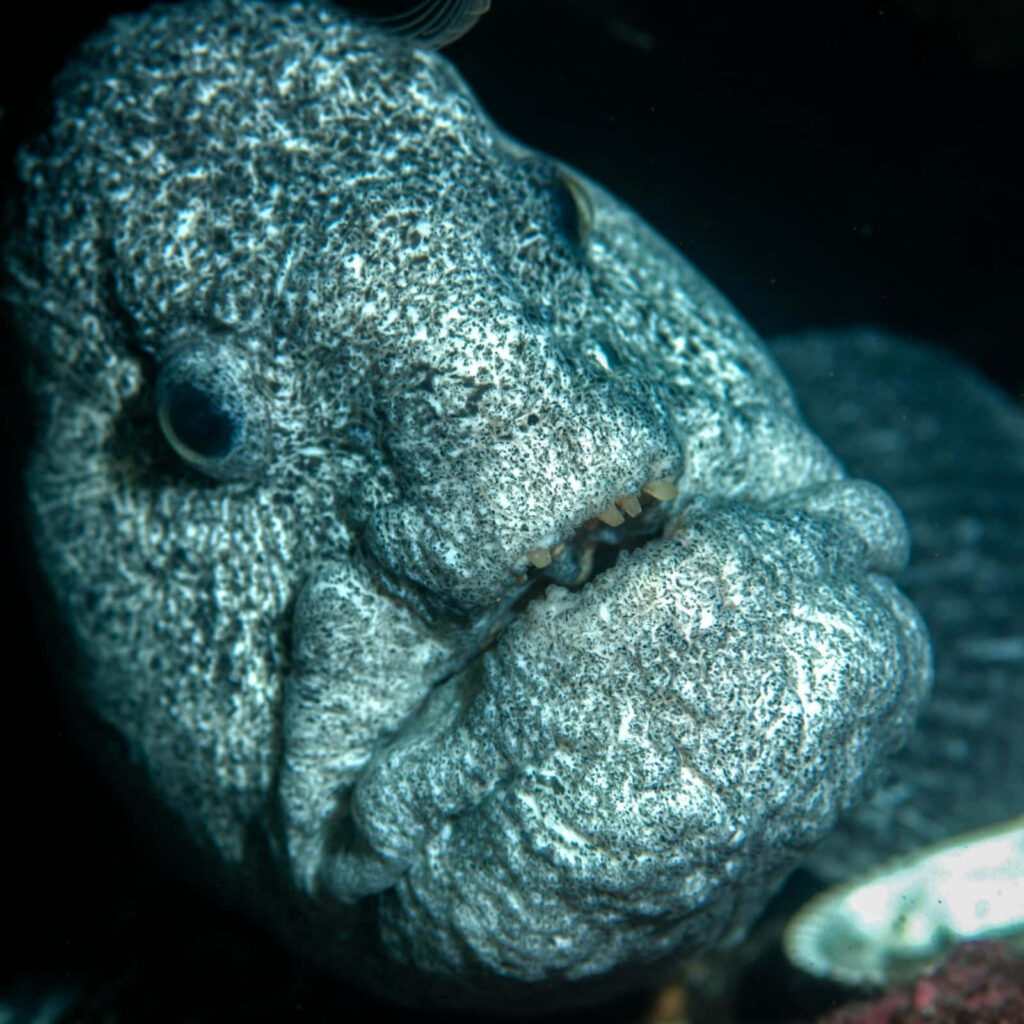 Close-Up Wolf Eel Portrait: Textured Skin & Distinct Features Wallpaper