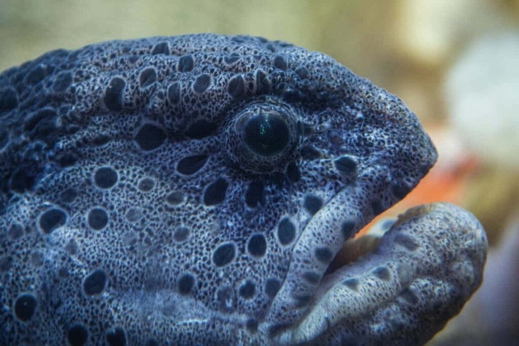 Close-Up Portrait of a Unique Wolf Eel with Intricate Textured Skin Wallpaper