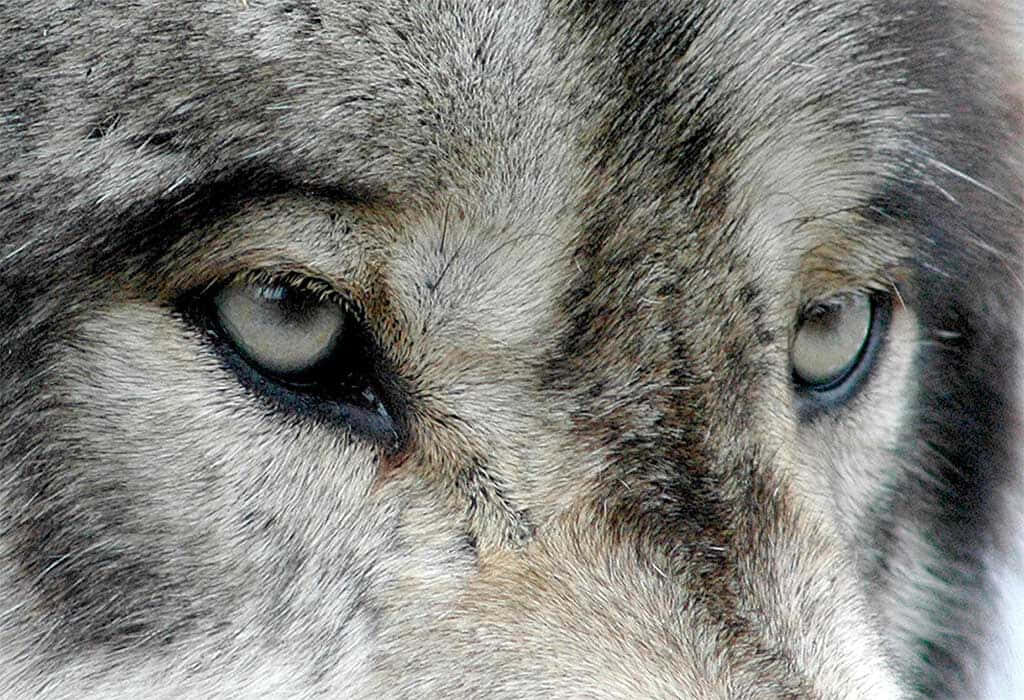 Mesmerizing Wolf's Eyes Wallpaper - Captivating Close-Up Detail