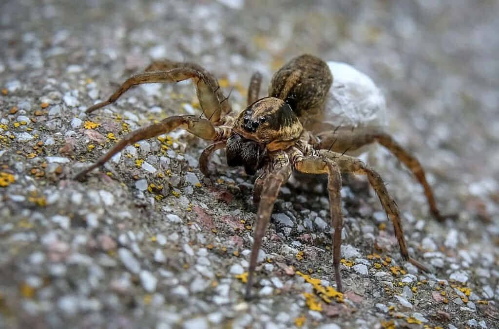 Close-Up of Wolf Spider Capturing Prey Against Earthy Background Wallpaper