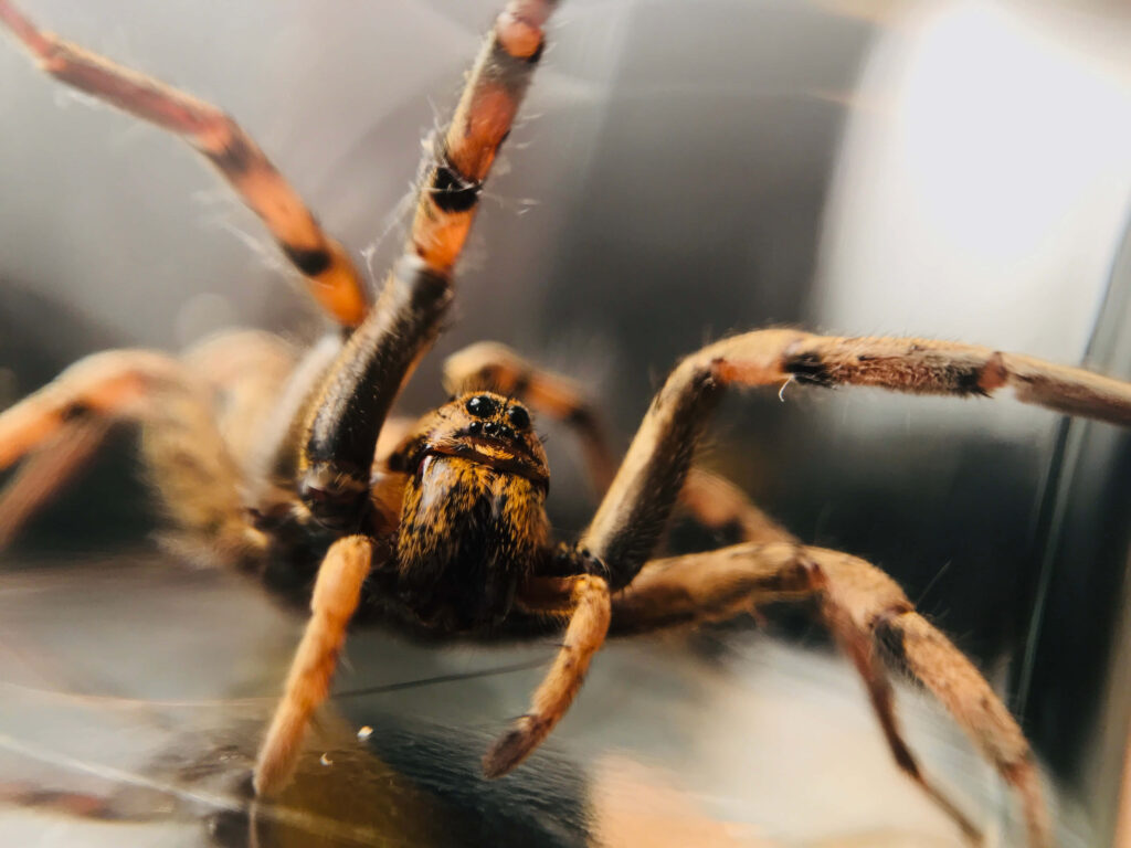 Close-Up of a Wolf Spider Hunting an Insect – Intricate Details Wallpaper