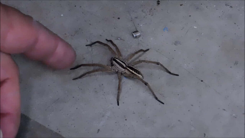 Close-Up of Wolf Spider: Striped Pattern and Natural Camouflage Wallpaper