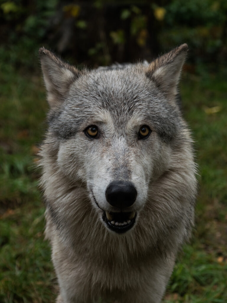 Intense Wolf Portrait: Expressive Eyes & Textured Fur Wallpaper