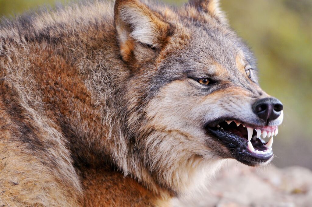 Close-Up Wolf Wallpaper: Fierce Teeth & Wild Essence Background
