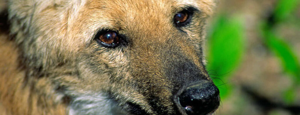 Intense Wolf Close-Up in Soft Spotlight - Captivating Wallpaper