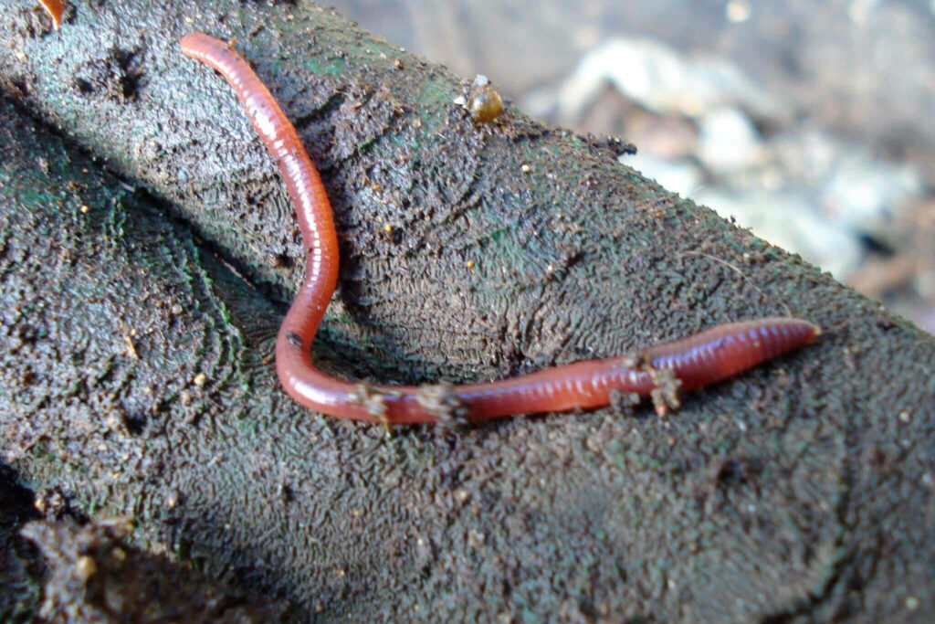 Close-Up of Worm on Tree Branch: Eerie Nature Wallpaper