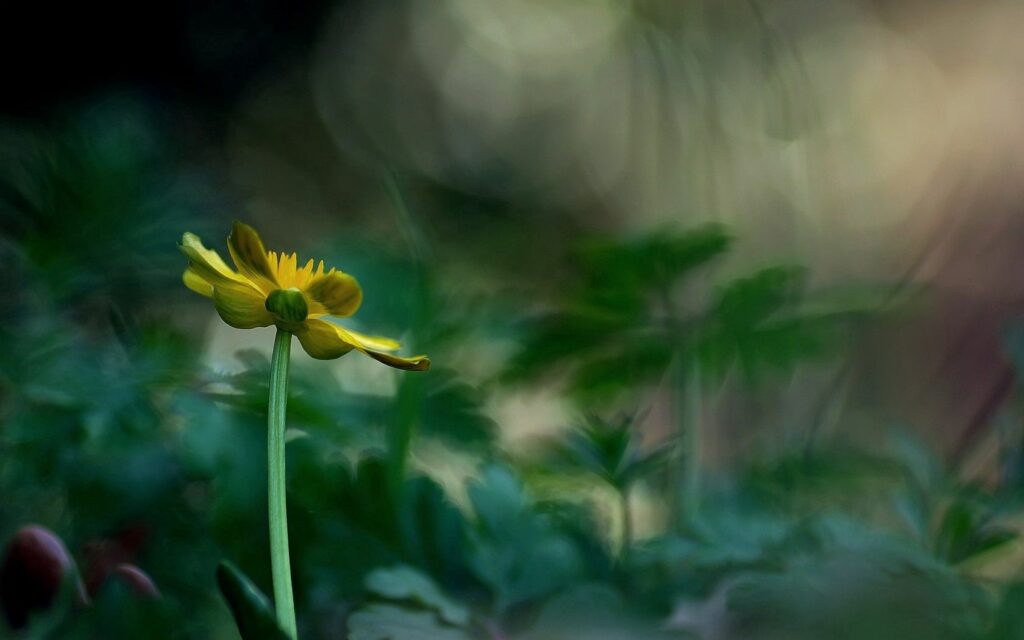 Delicate Yellow Flower Close-Up: Intricate Details & Soft Green Wallpaper