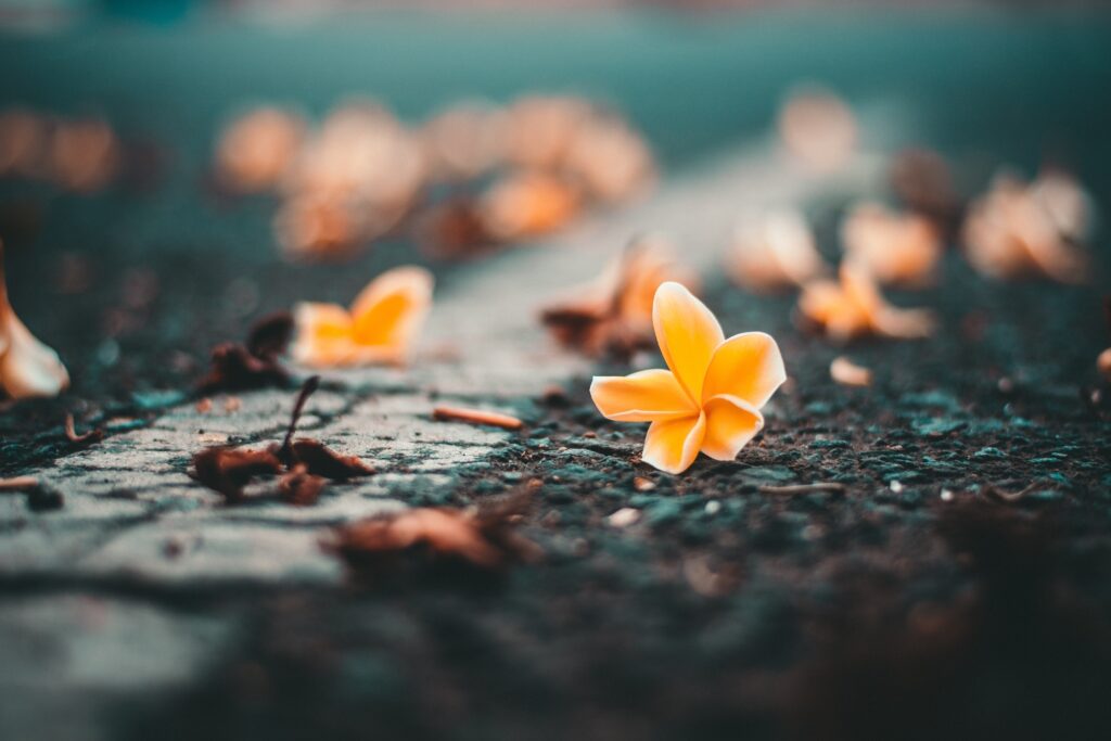 Serene Yellow Flower Wallpaper: Close-Up with Blurred Background