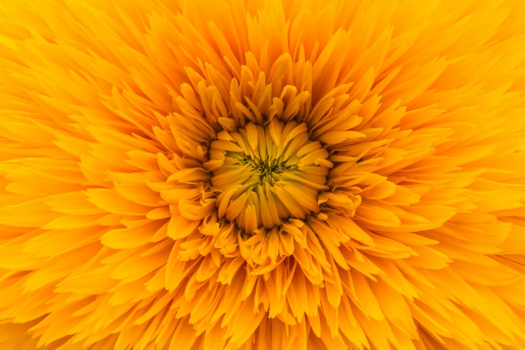 Vibrant Yellow Flower Wallpaper: Delicate Petals & Intricate Details