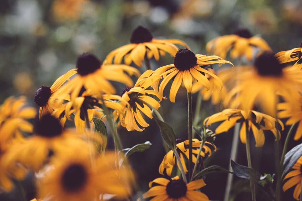 Close-Up of Yellow Flowers Wallpaper: Delicate Petals & Warm Ambiance