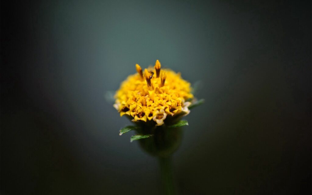 Yellow Flower Close-Up Wallpaper: Intricate Petals on Dark Background