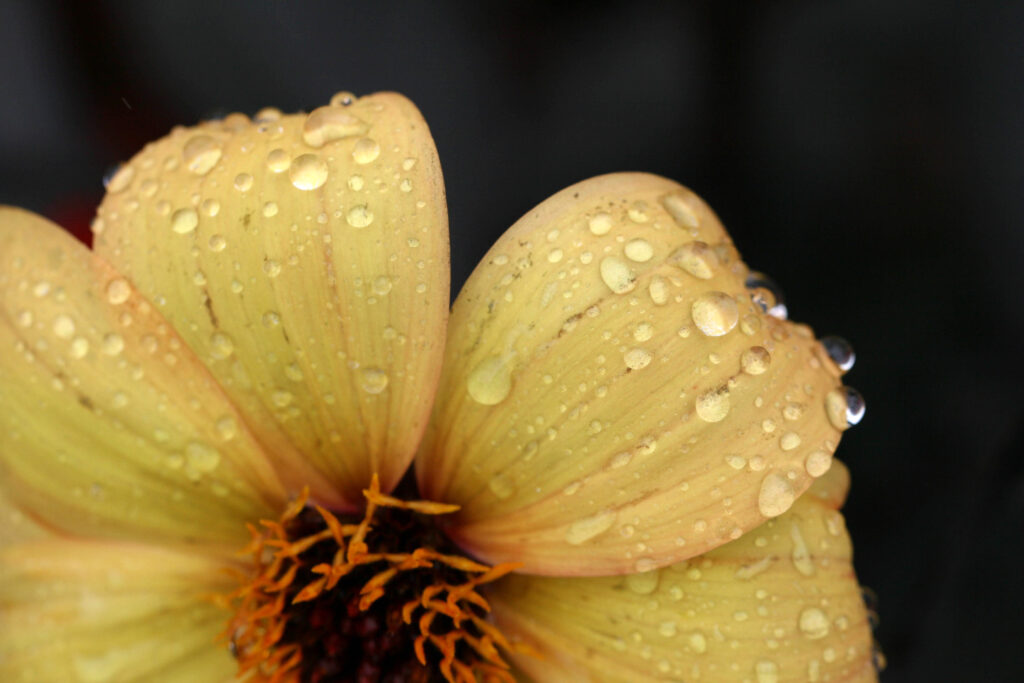 Close-Up Yellow Flower with Dew Drops - Fresh Morning Essence Wallpaper