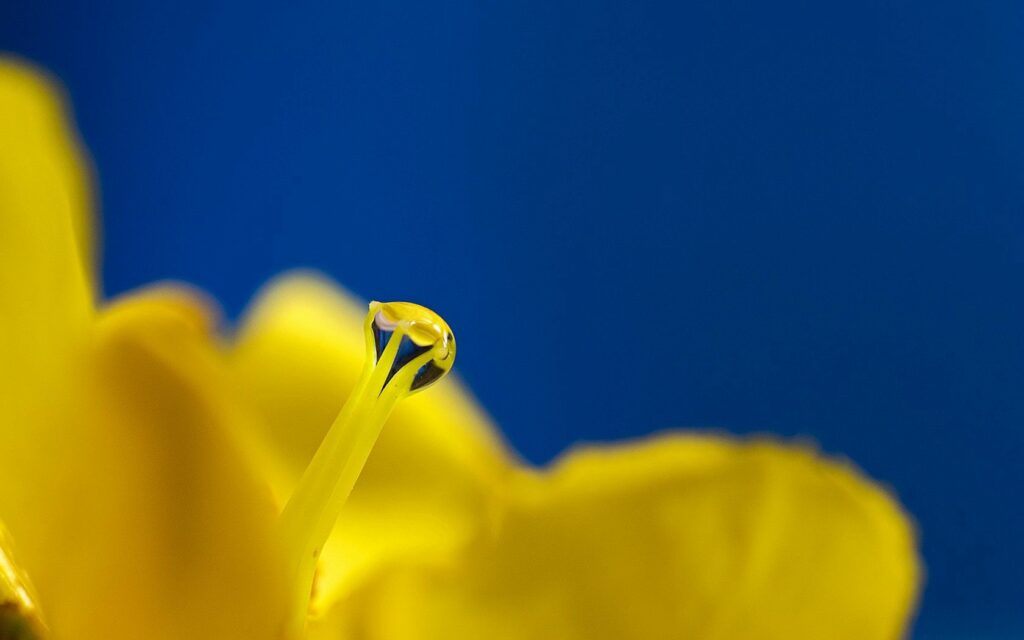 Stunning Yellow Flower with Dewdrop on Blue Wallpaper Background