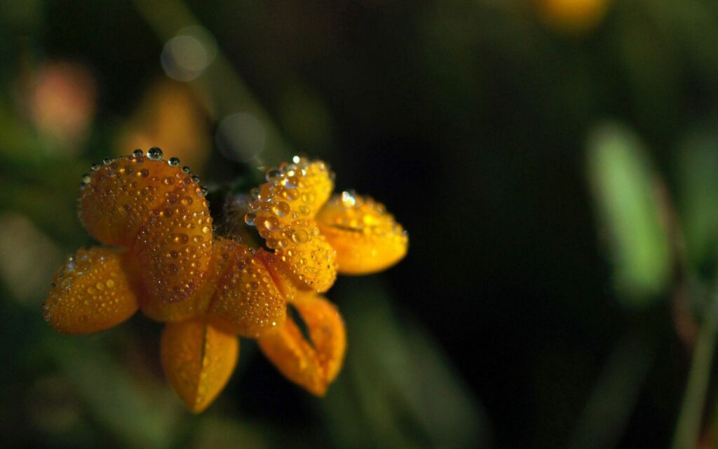 Yellow Flower with Water Droplets - Elegant Nature Wallpaper Background