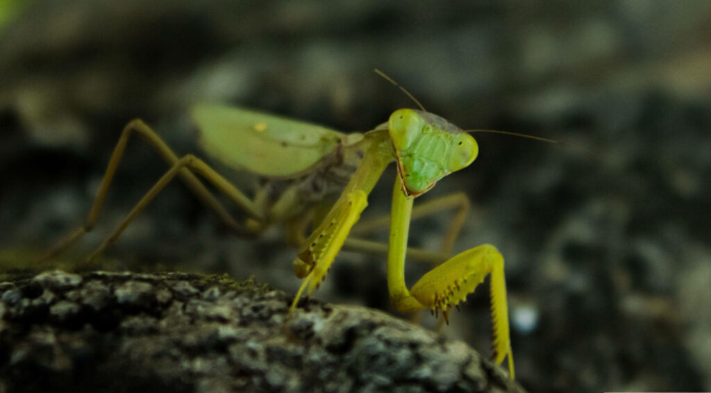 Close-Up of Yellow-Green Praying Mantis on Textured Surface Wallpaper
