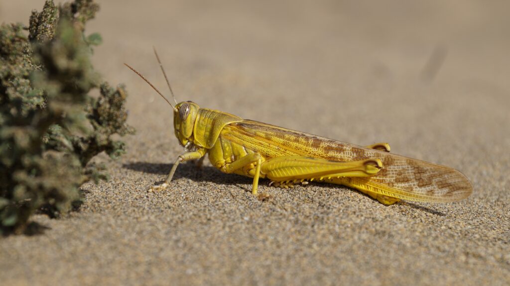 Close-Up Yellow Locust on Sand: Intricate Insect Textures Wallpaper
