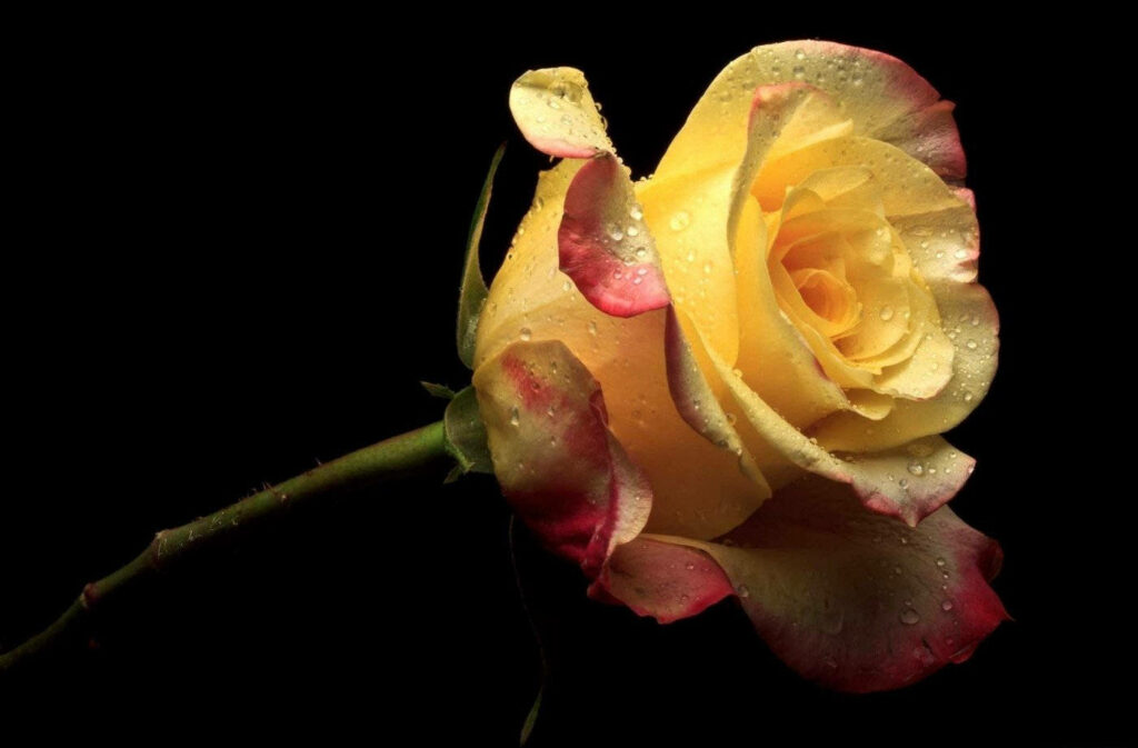 Close-Up Yellow Rose with Water Droplets on Dark Background Wallpaper