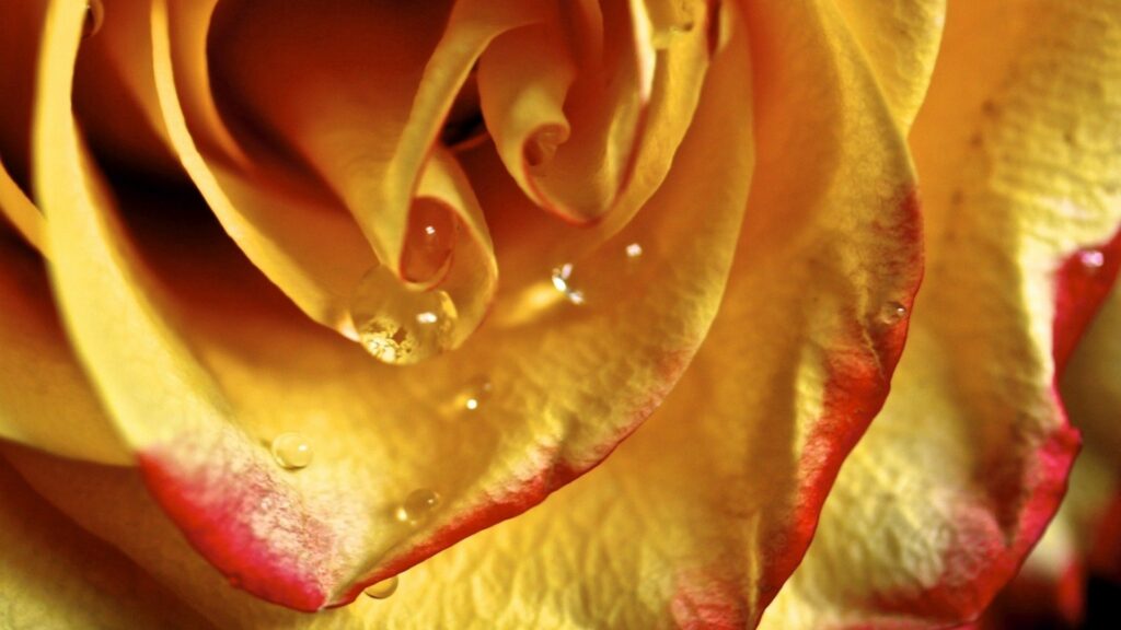 Intricate Yellow Rose Wallpaper with Red Tips & Water Droplets