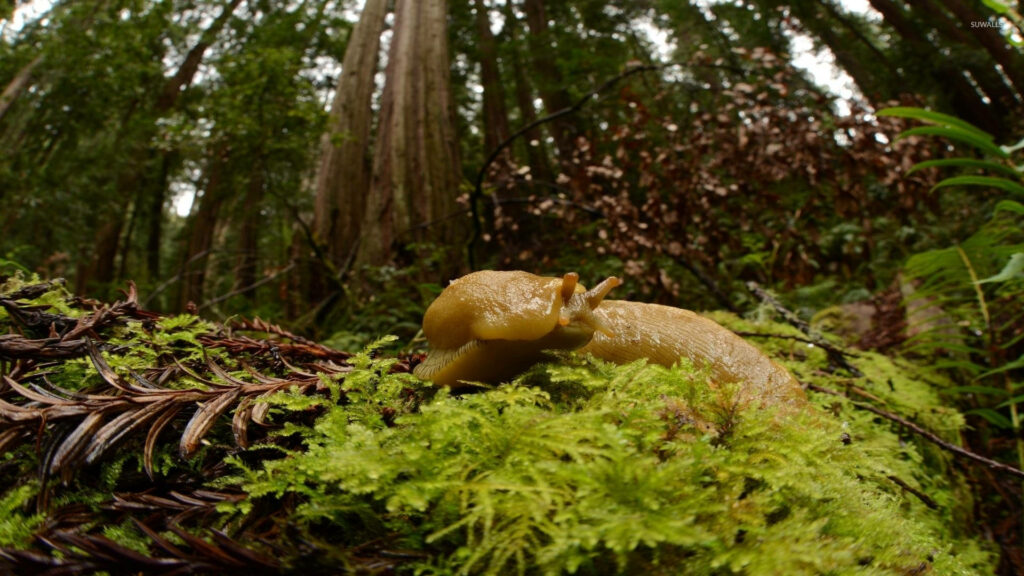 Close-Up of Yellow Slug in Lush Forest Foliage - Tranquil Background Wallpaper