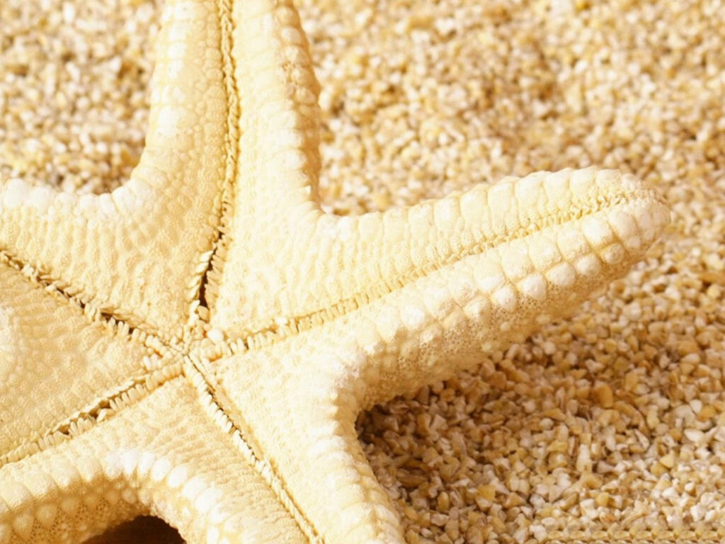 Close-Up Yellow Starfish on Sandy Beach | Textured Wallpaper Background