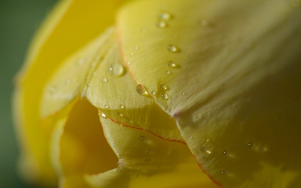 Soft Light Yellow Tulip Close-Up with Water Droplets - Wallpaper