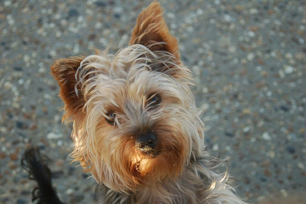 Adorable Yorkshire Terrier Close-Up in Natural Light - Wallpaper