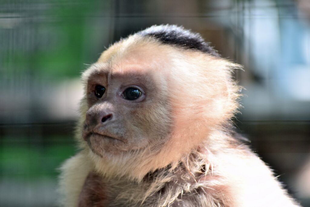 Close-Up of Young Monkey: Innocence & Curiosity in Nature Wallpaper