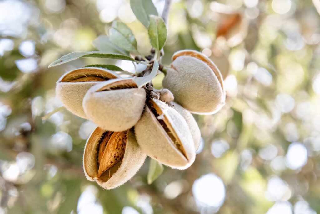 Close-up of almonds splitting open on tree with natural blurred background wallpaper