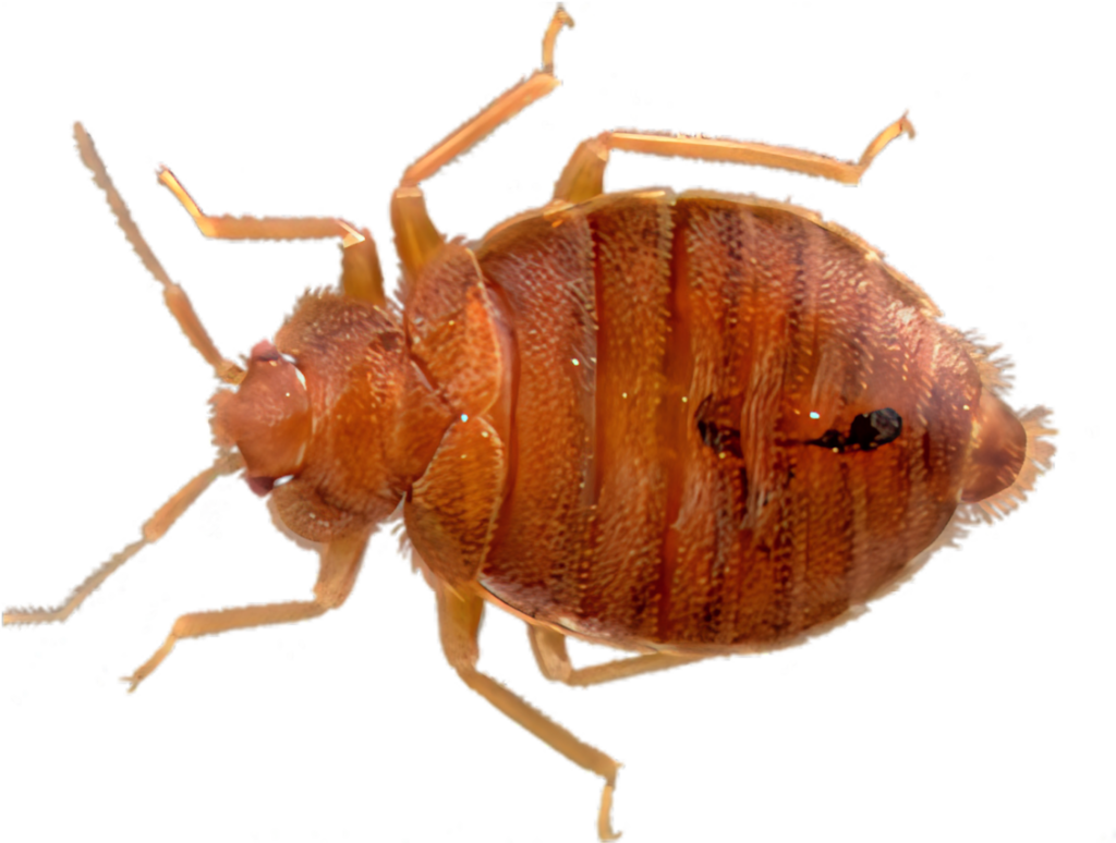 Close-Up of Bedbug: Detailed Features Against Plain Background Wallpaper