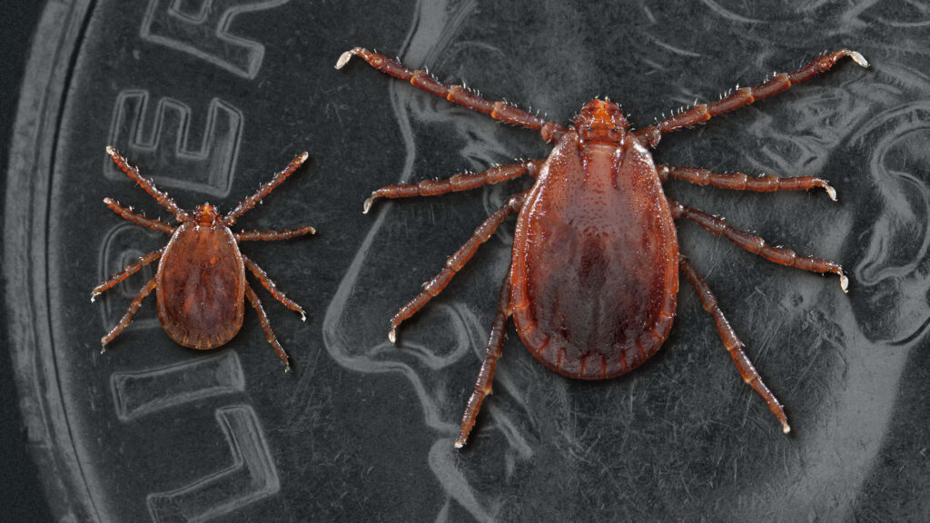 Intricate Brown Ticks on Coin: Detailed Wallpaper Background