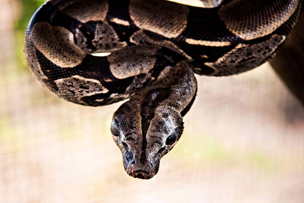 Close-up of coiled boa constrictor with detailed patterned scales and intense gaze wallpaper background