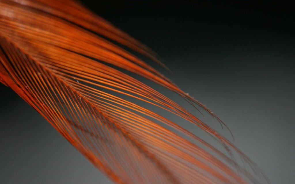 Delicate Orange Feather Close-Up: Intricate Texture Wallpaper Background