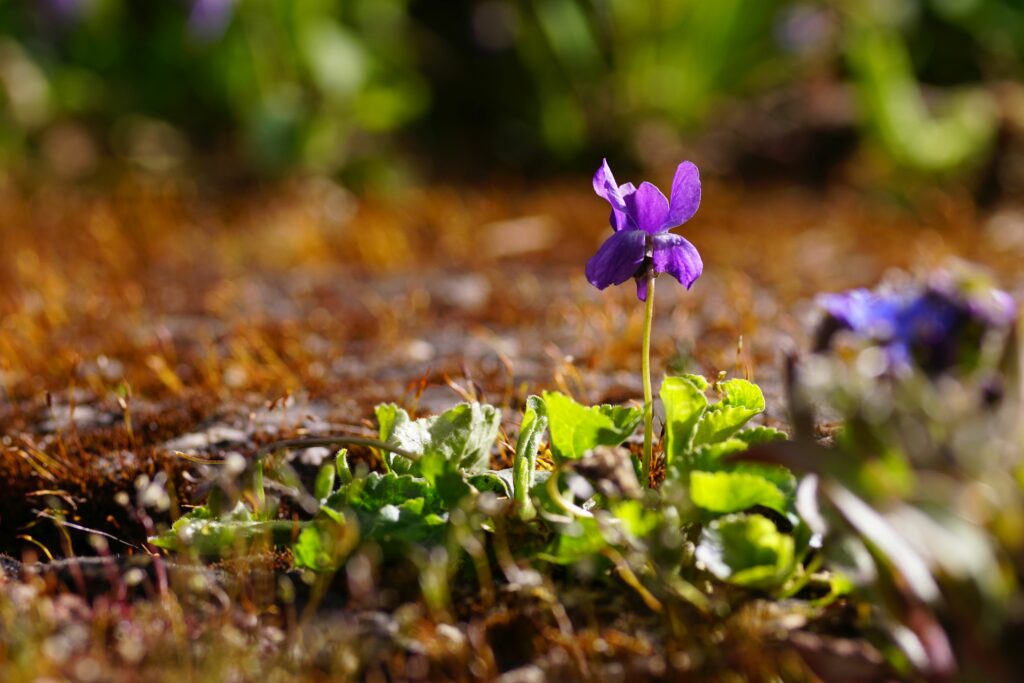 Delicate Purple Flower Close-Up: Spring Sunlit Wallpaper Background