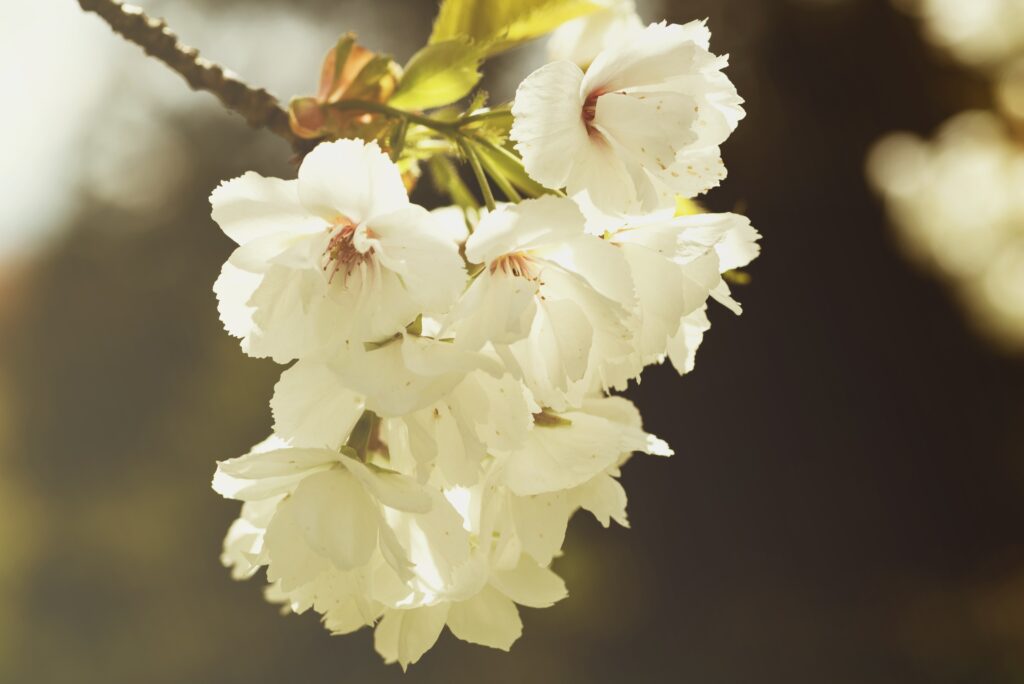 Close-Up White Flowers Wallpaper: Spring Bloom Background